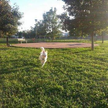 Area Cani Stezzano - viale Europa