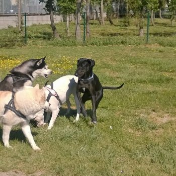 Area Cani Fiumicino - Villa Guglielmi